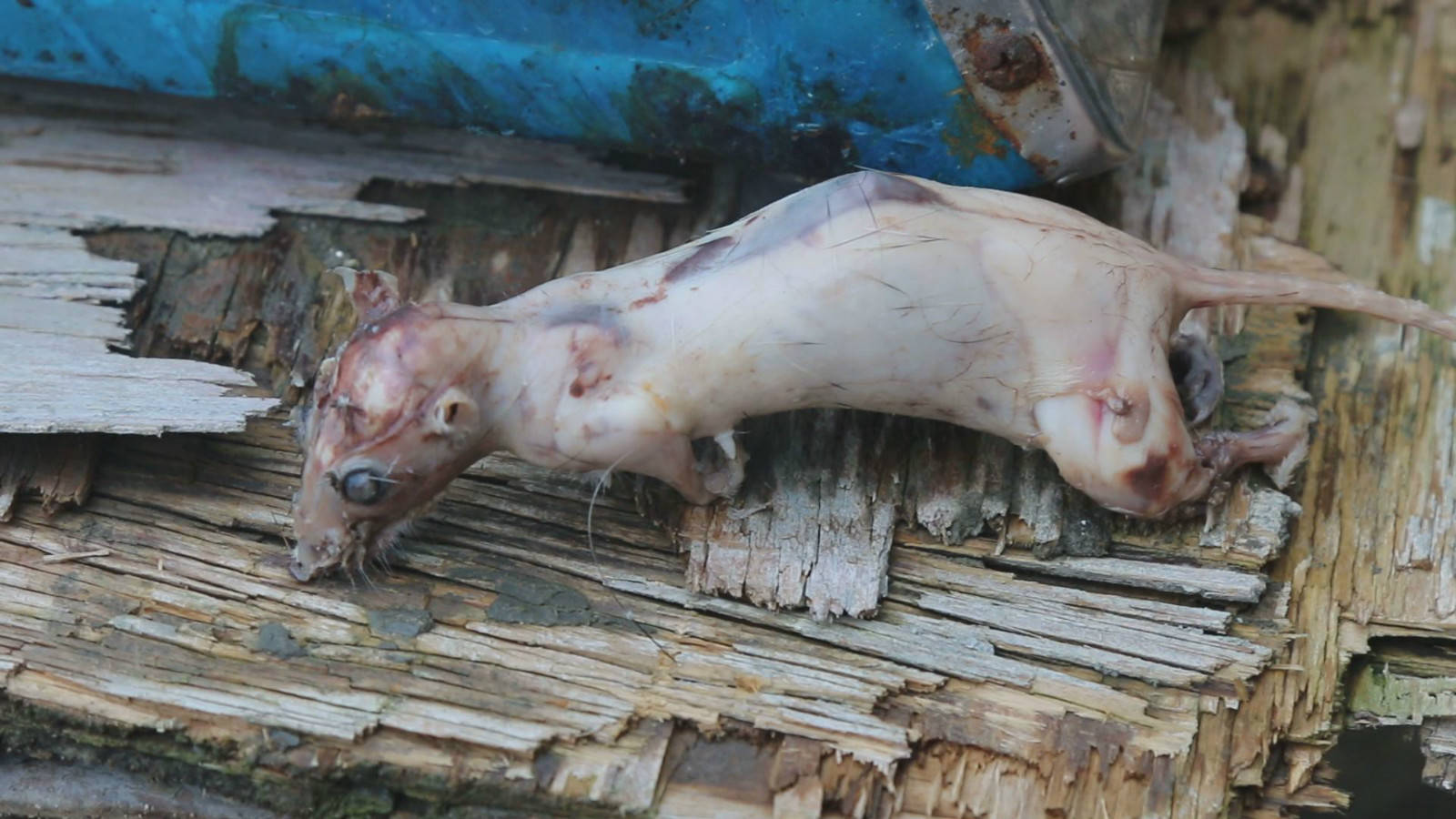 宁化老鼠干制作以及烹饪全过程,没吃过的请止步,你胆大你先吃!