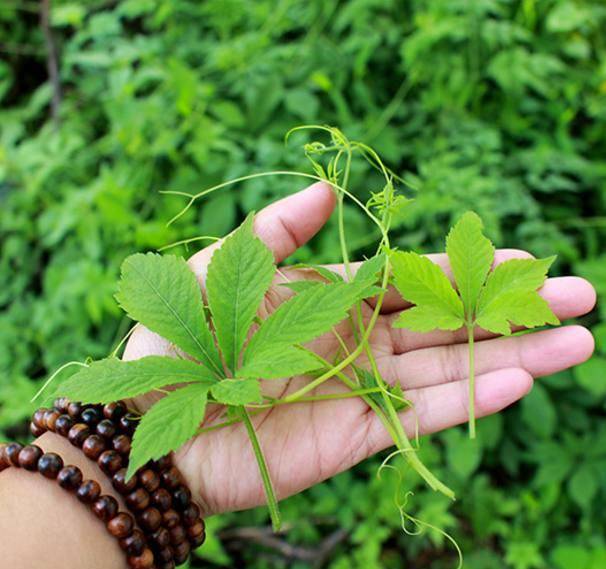 绞股蓝可以有效的促进人体脂肪新陈代谢,将体内的堆积物全部排泄出来