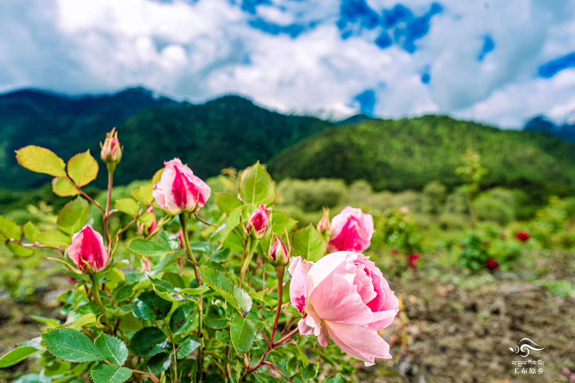 西藏林芝私藏的玫瑰花海,美到窒息!