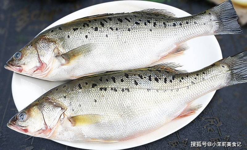 原创都是鲈鱼,海鲈鱼与淡水鲈鱼有何不同?老渔民:区别大了,别被忽悠