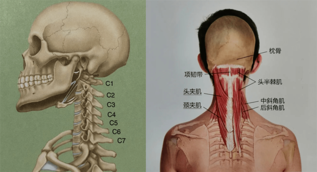 脖子咔嚓响是颈椎不稳?5步加强颈深肌肉力量,远离颈部问题 !