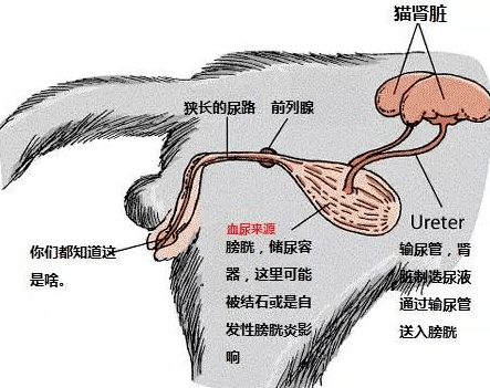 猫咪膀胱解剖图图片