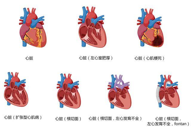 心血管系统高清矢量图汇总心内科医生必备
