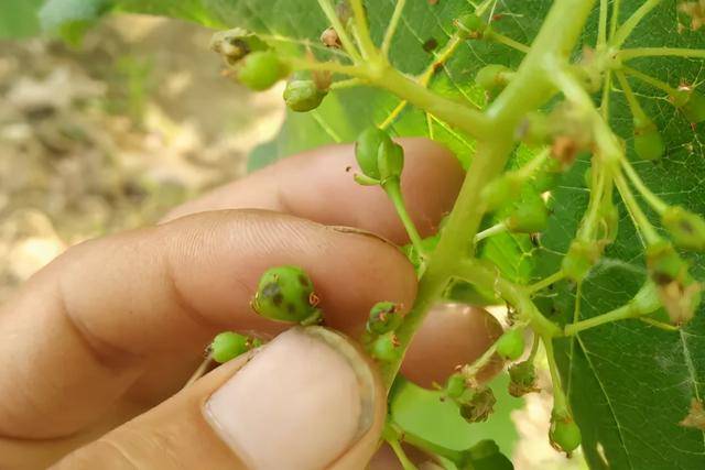 葡萄易混淆病虫药害图解