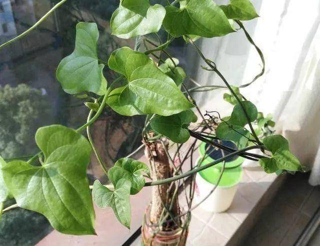 山药吃一段,留一段,扔在花盆里,结出满盆山药豆,串成糖葫芦_手机搜狐