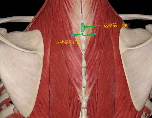 当第二胸椎棘突下