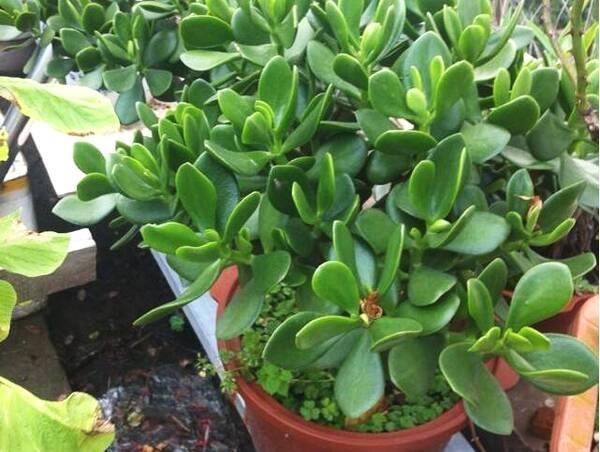 原创5种盆栽最怕冷秋末搬屋里不然冻成一坨鼻涕