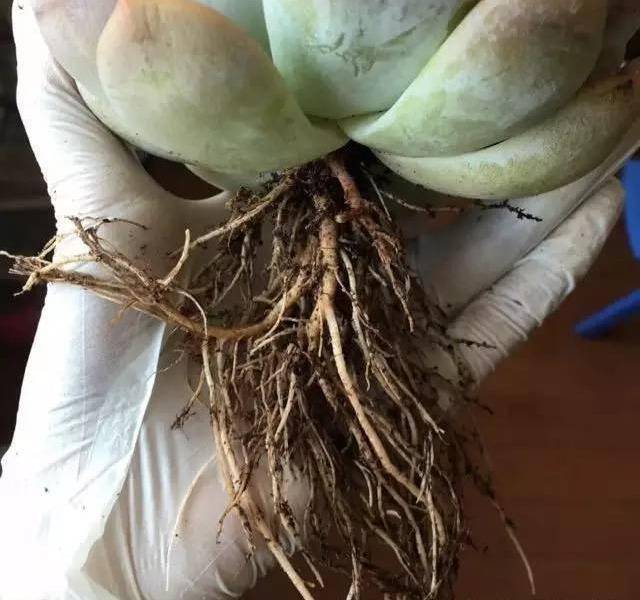 原创多肉烂根破釜沉舟大拯救嗖嗖冒新根重获美态