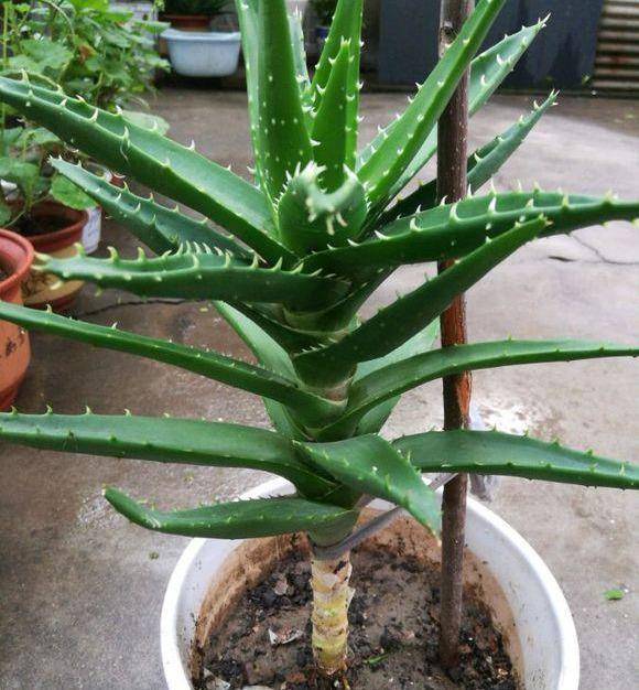 芦荟也能养成"老树桩",枝干比人高,做菜美容用一年_手机搜狐网