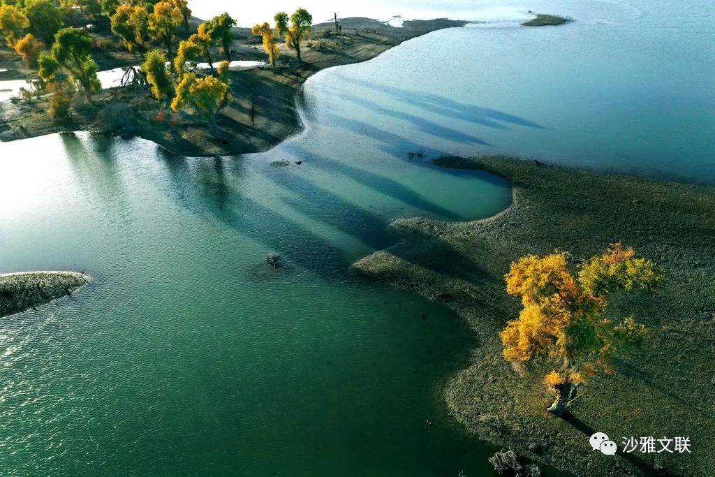 沙雅塔里木河景区图片