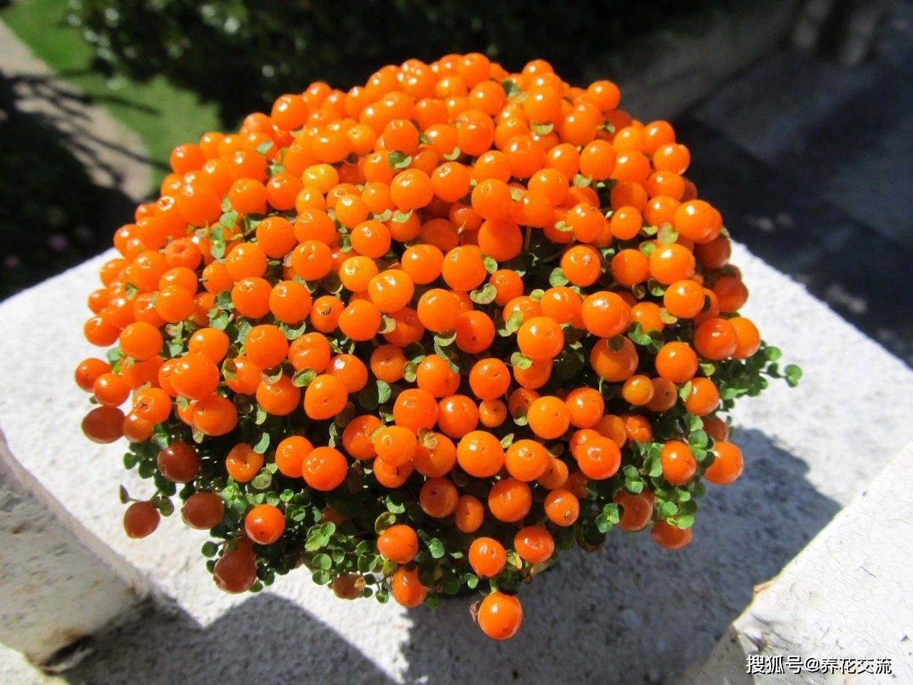 8种很受欢迎的盆栽观果植物,果量丰富,果实好看,你都养过没?