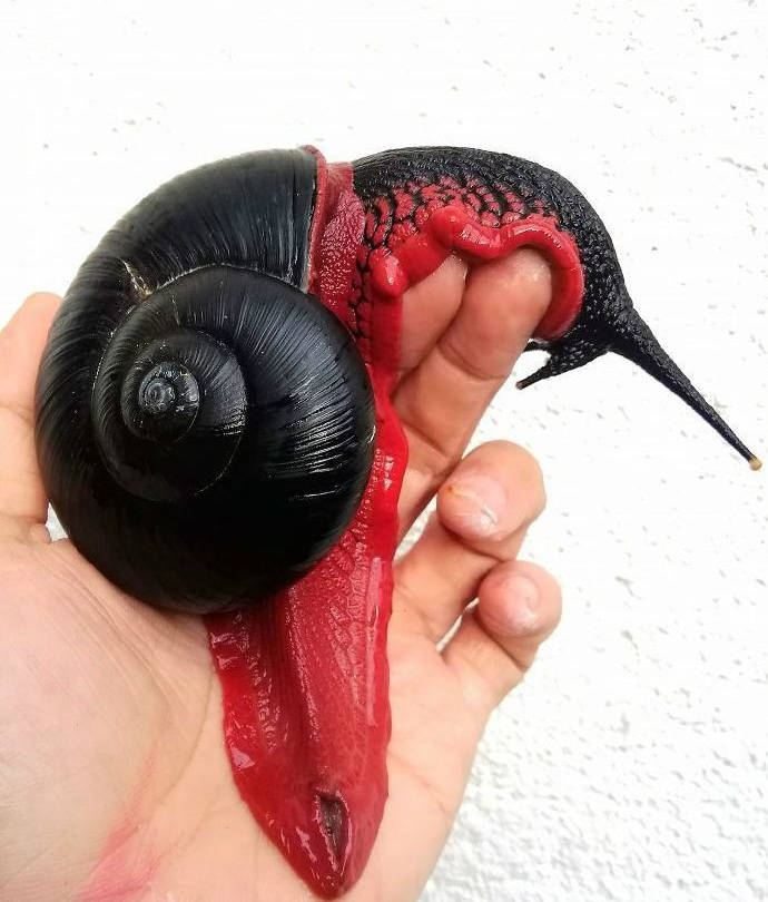 活脱脱的蜗牛界吸血鬼