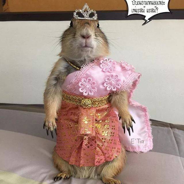 土拨鼠穿上衣服更起范儿,超爱变装游戏,又骗我们养老鼠