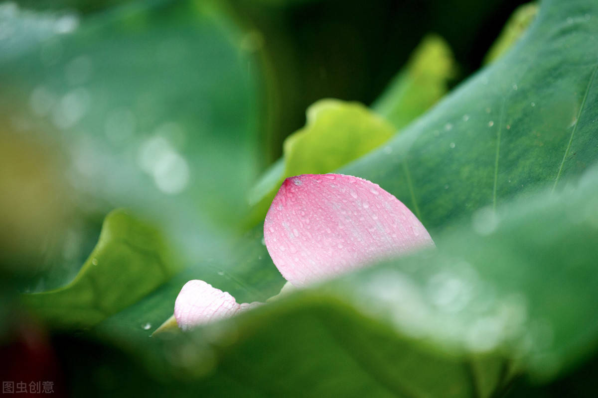 原創寵辱不驚閒看庭前花開花落去留無意漫隨天外雲捲雲舒