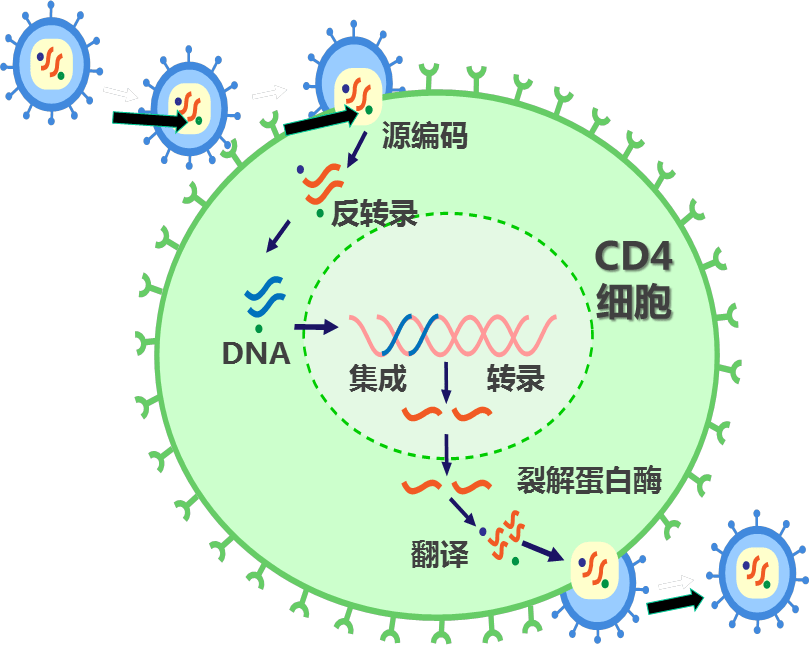 HIV结构示意图图片