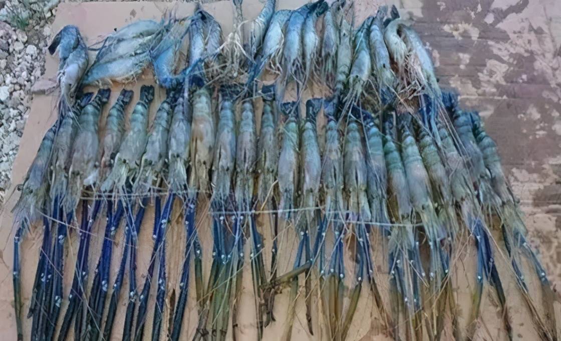 湄公河巨虾入侵越南泛滥成灾,却在中国载了跟头