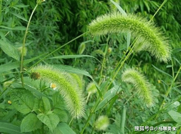 還是比較浪漫的事情,其實狗尾巴草作用一種生命力強悍的植物並不是一