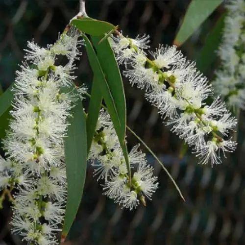 【适配精油】安息香,丝柏,薰衣草,柠檬,雪松,香柏,百里香【情绪功效】