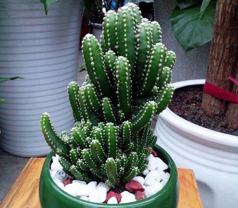 耐热耐旱耐贫瘠带刺植物大搜罗,方法简单易上手,养护毫不费力