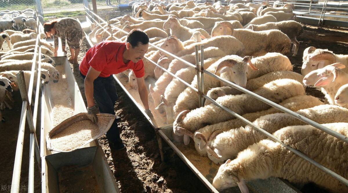 你真的了解一把盐的羊吗你真的会吃羊肉吗