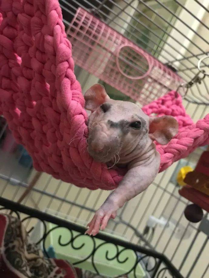 无毛老鼠不是地球生物吧,好像哈利波特里的家养小精灵_宠物