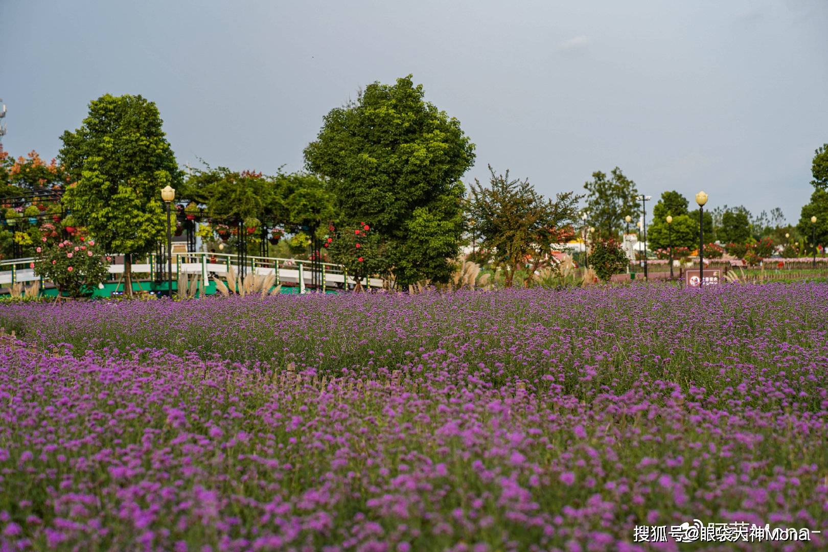 鹽城大豐居然藏著一個神仙花海|荷蘭花海秋遊記