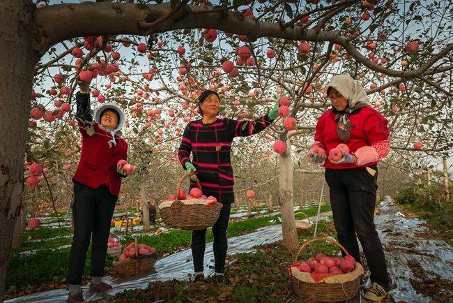 汪琳作品名称:摘果子摘果子张正武 (甘肃庆阳)又见丰年十里香,嘉珍不