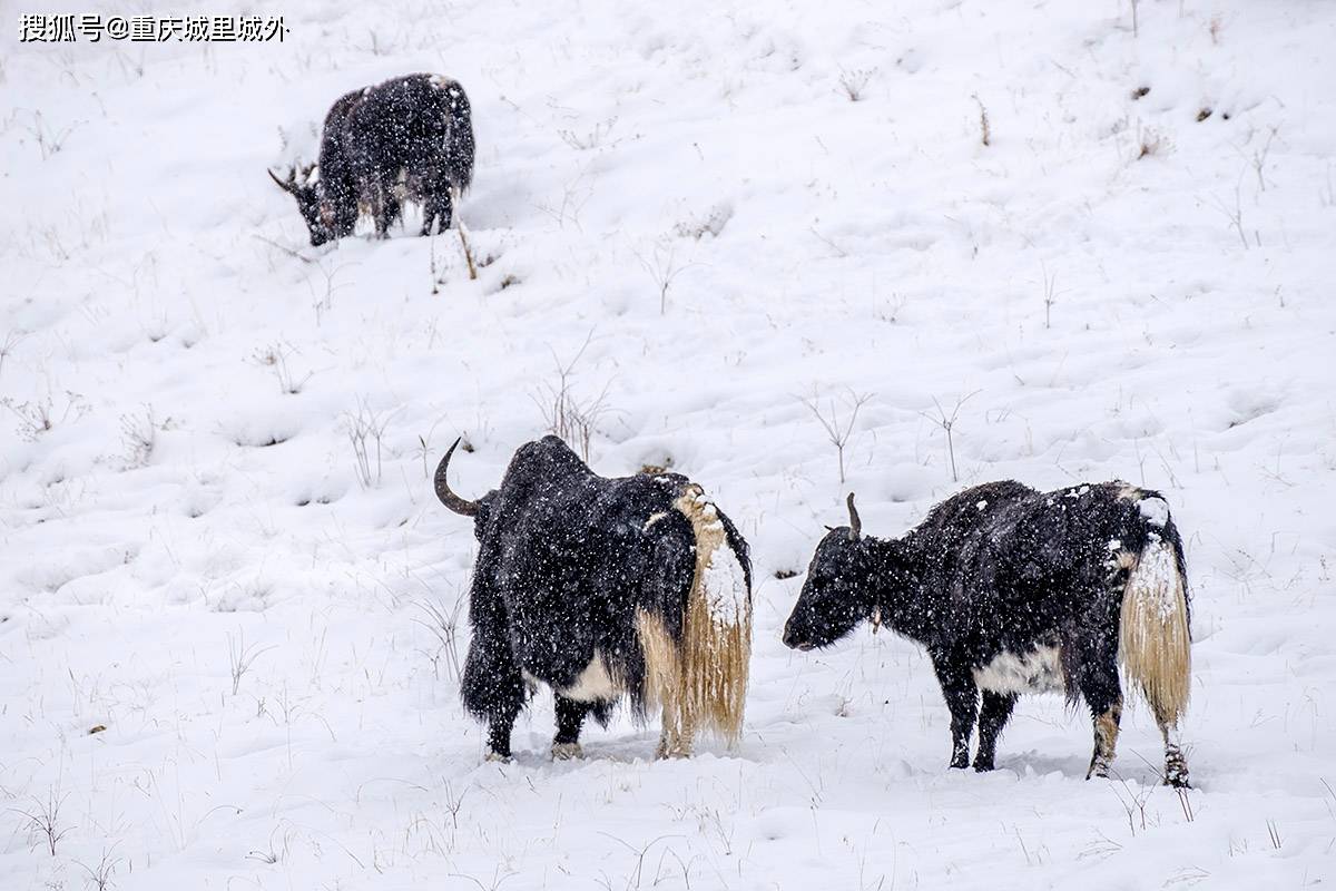 西藏的牦牛们淡定迎接昌都2020第一场雪