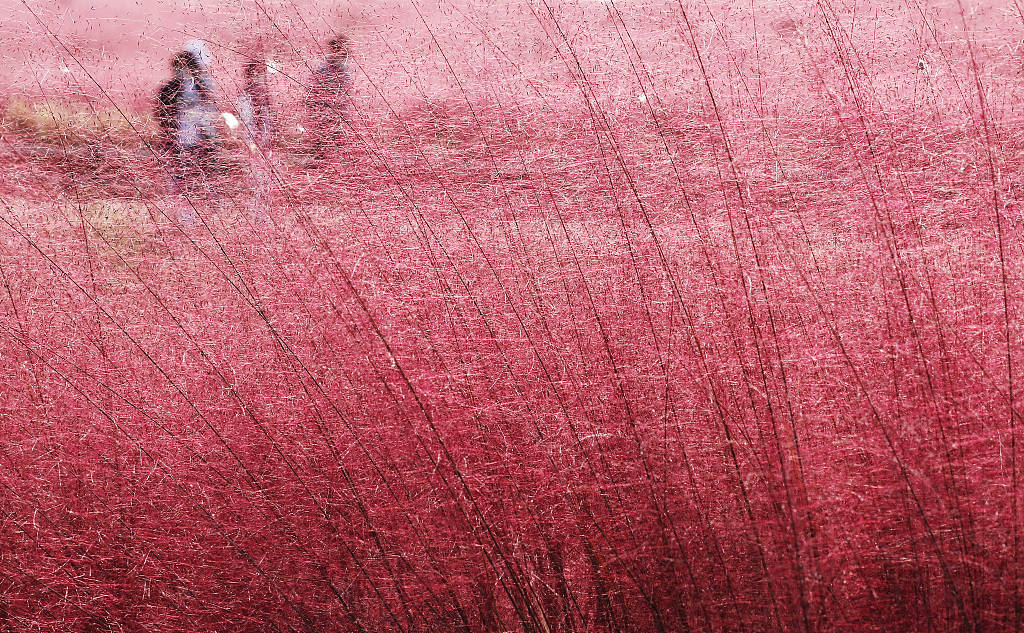 粉红色的秋天!韩国粉黛乱子草花海醉游人
