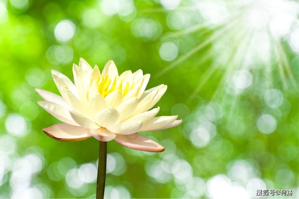 原创清净心是阳光