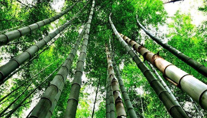 中国湖南绥宁楠竹