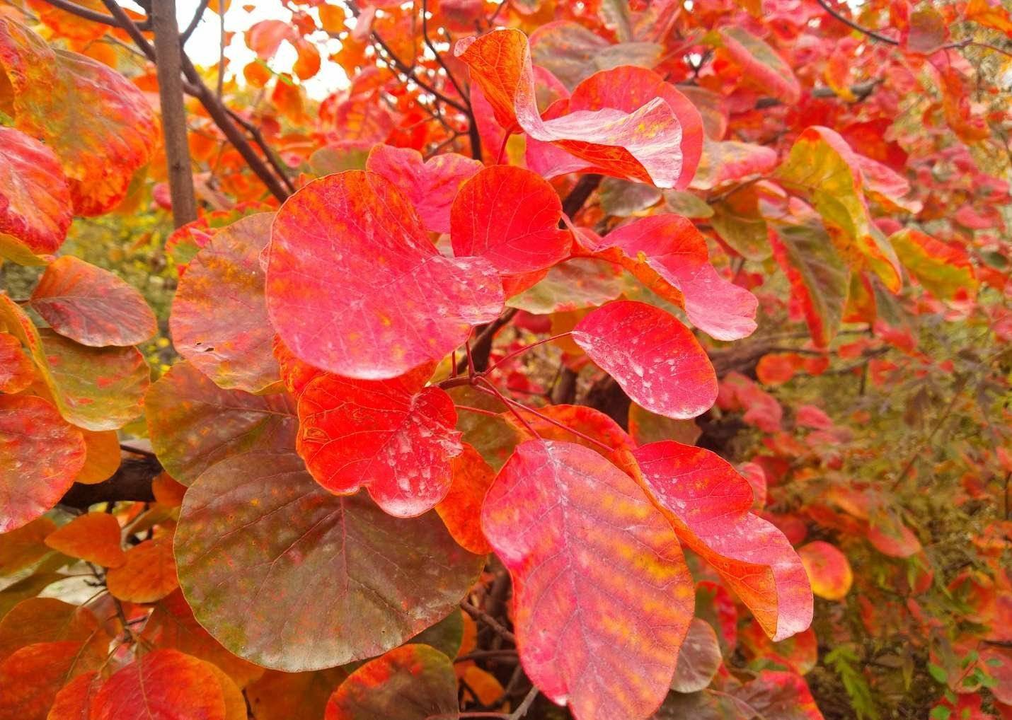 香山红叶已拉开序幕,预计下个周末将进入最佳观赏期,拭目以待哦