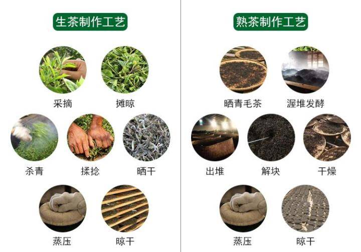 生茶张:一篇文章讲清楚普洱是黑茶还是红茶,看完你就明白了!
