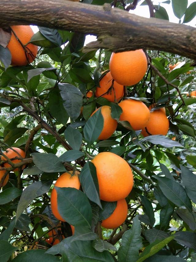 华盛顿脐橙栽培技术要点