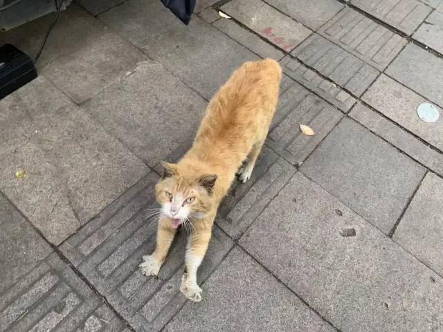 引用丑东西保护协会小组的一段话:美丽的事物大家都喜欢,可别忘了丑