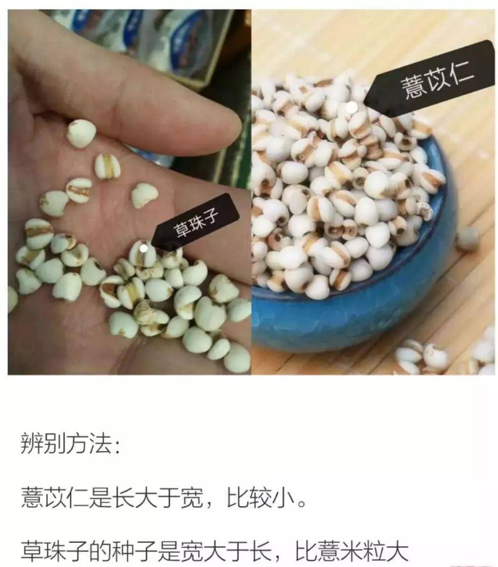 好药薏苡仁伪品满大街