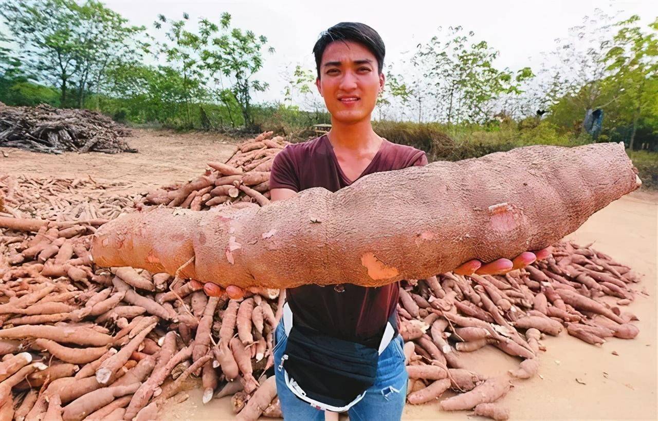 奶茶里面q弹的珍珠是木薯做的木薯居然含剧毒氰苷