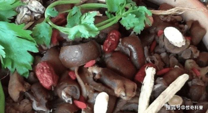 67此国全民爱吃"猫肉",国内几乎见不到流浪猫,每年吃掉400多万只