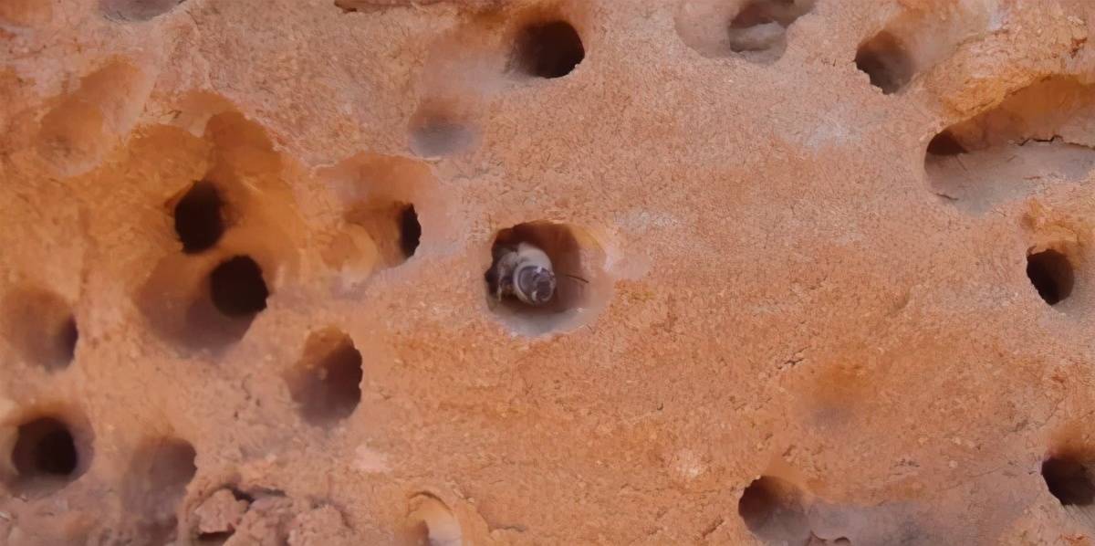 它们把巢建在爷爷的土房子里,在墙与墙的缝隙间打出一个个的小洞,每一