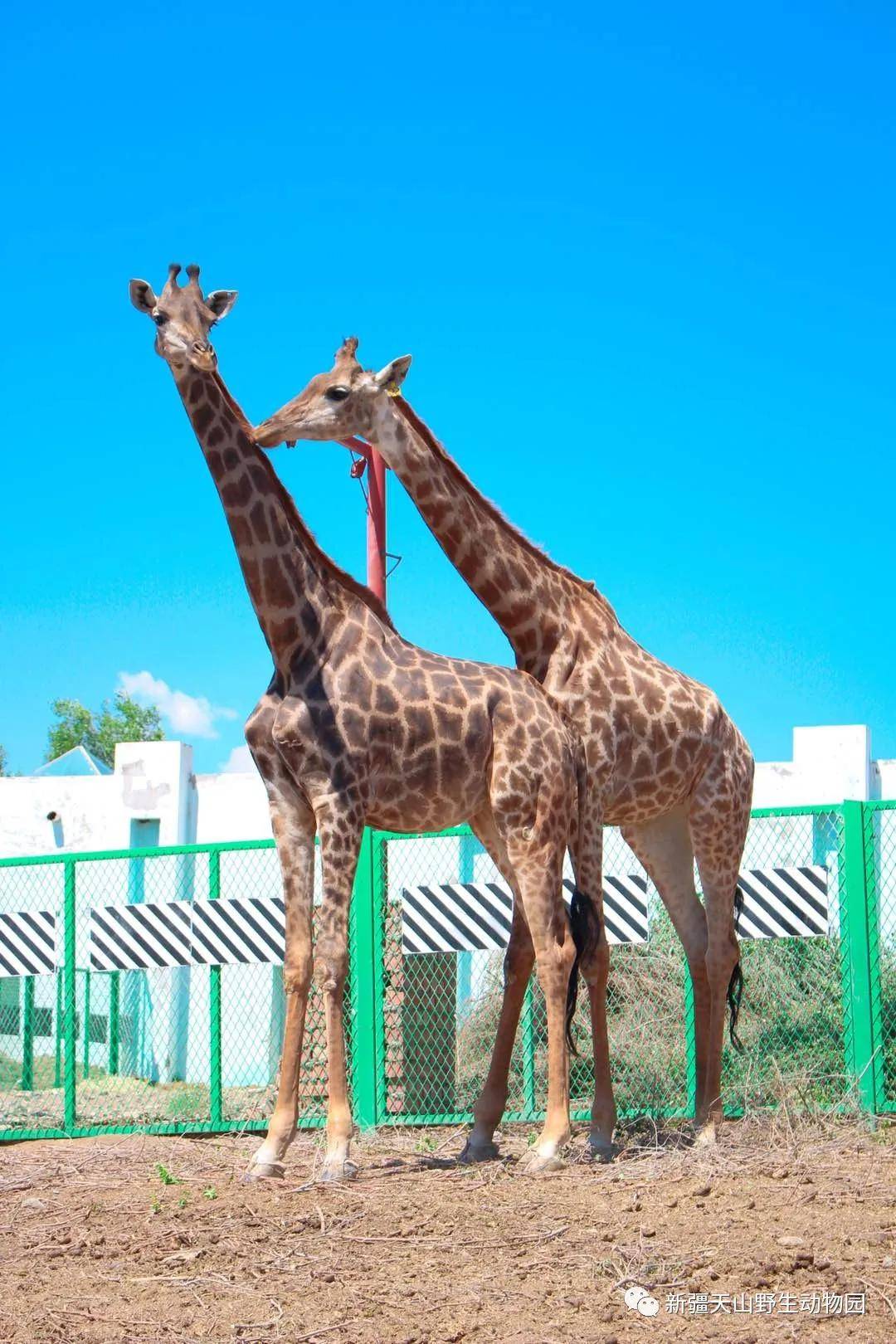 去新疆天山野生動物園遛娃免門票哦