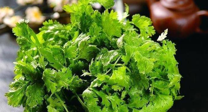 1,开胃健胃香菜功效:香菜又名为芫菜,香菜之所以香,获得香菜的美名