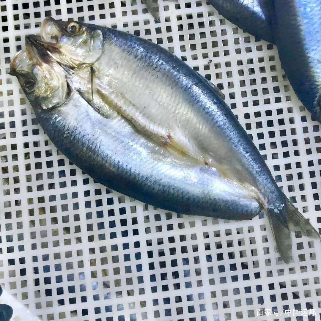 威海運都海識鮐魚和鮁魚