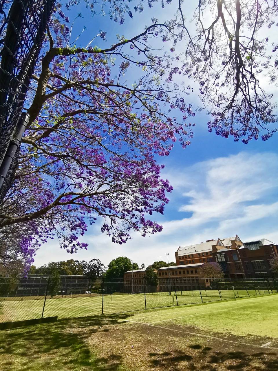 蓝花楹盛开在悉尼大学,这个毕业季注定与众不同