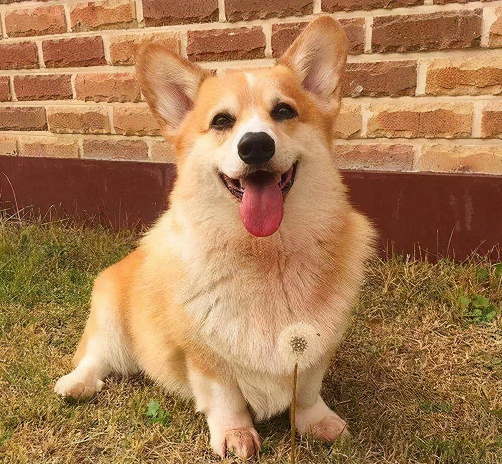 养了这几种网红狗狗,才算是赶上"潮流"了