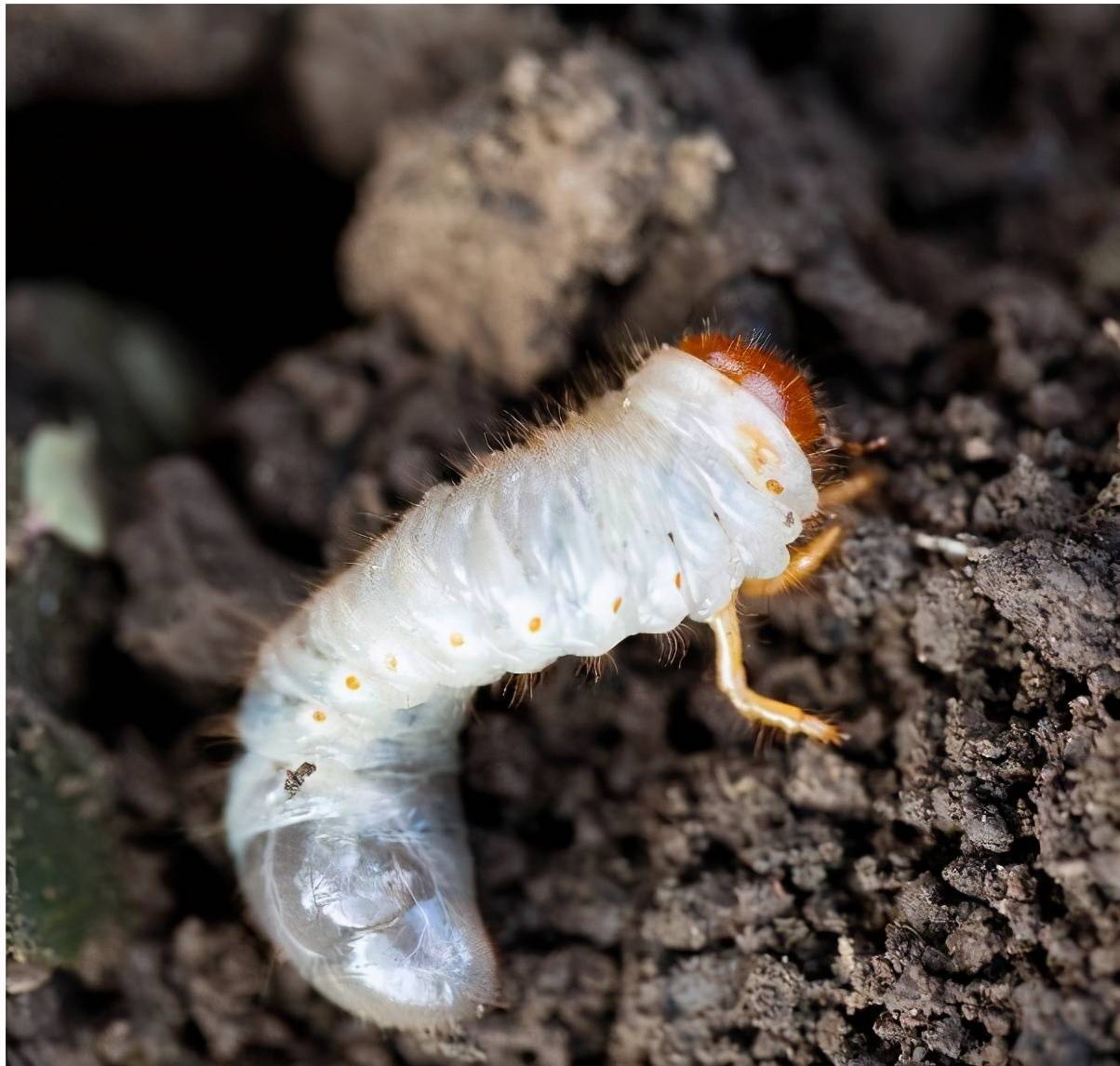 农业博士大棚不种蔬菜,养殖害虫一斤卖到25,看看他是怎么做?_土蚕