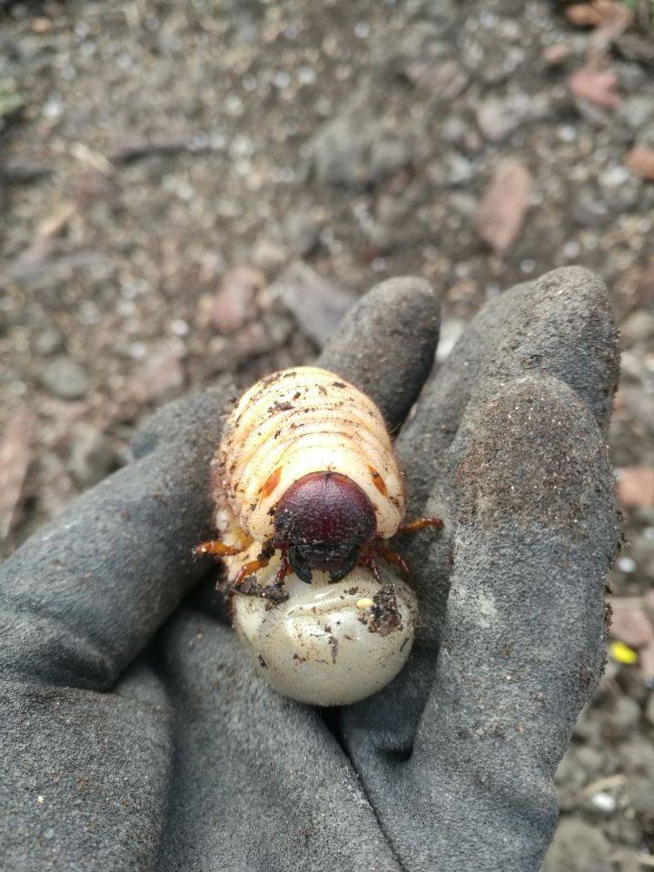 农业博士大棚不种蔬菜,养殖害虫一斤卖到25,看看他是怎么做?_土蚕