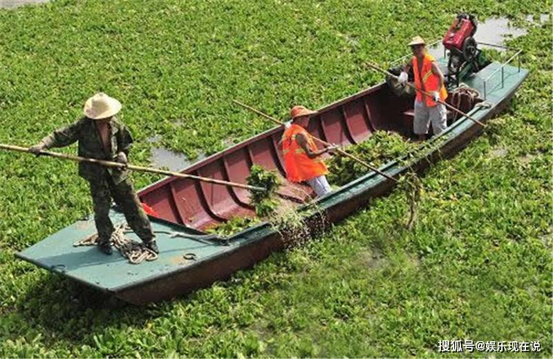 原創美國生態殺手入侵中國中國吃貨下不去嘴無奈出動挖掘機