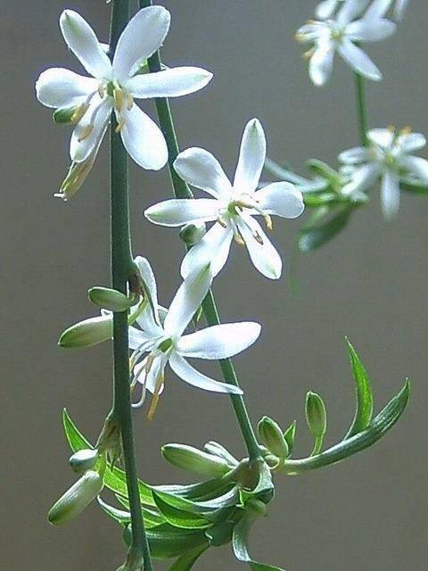 竹节吊兰开花图片图片