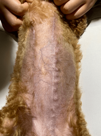 患有乳腺肿瘤的狗狗该怎么防治不再遭受痛苦