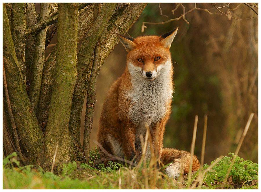 聪明又可爱的狐狸疯狂动物园里的智慧担当